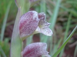 Gladiolus ecklonii rolling out the nectar guides